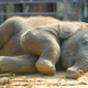 Image for article titled How elephants evolved a sixth toe